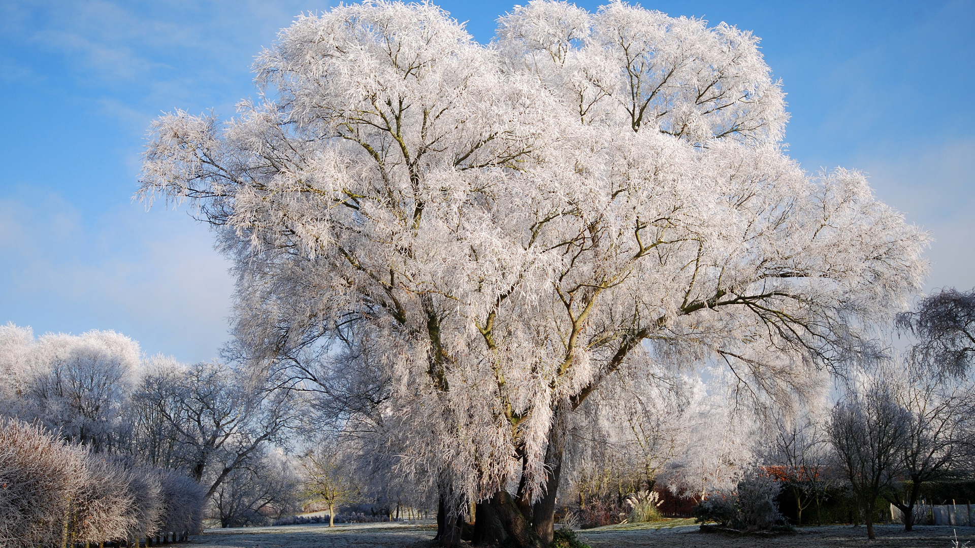 tree, mountain, snow, blue, sky