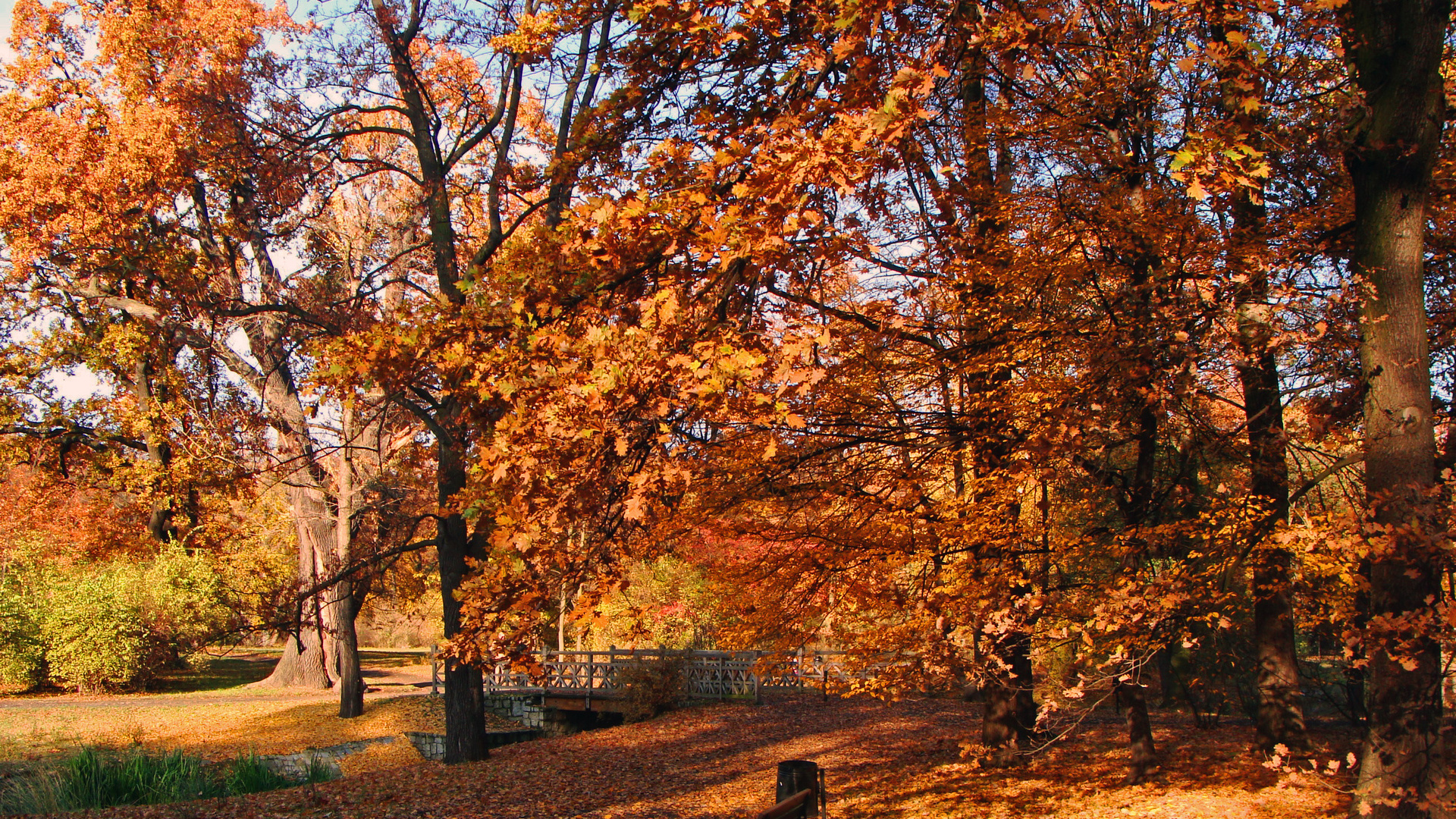 autum, tree, leaves, flower, sun, sunlight, , 