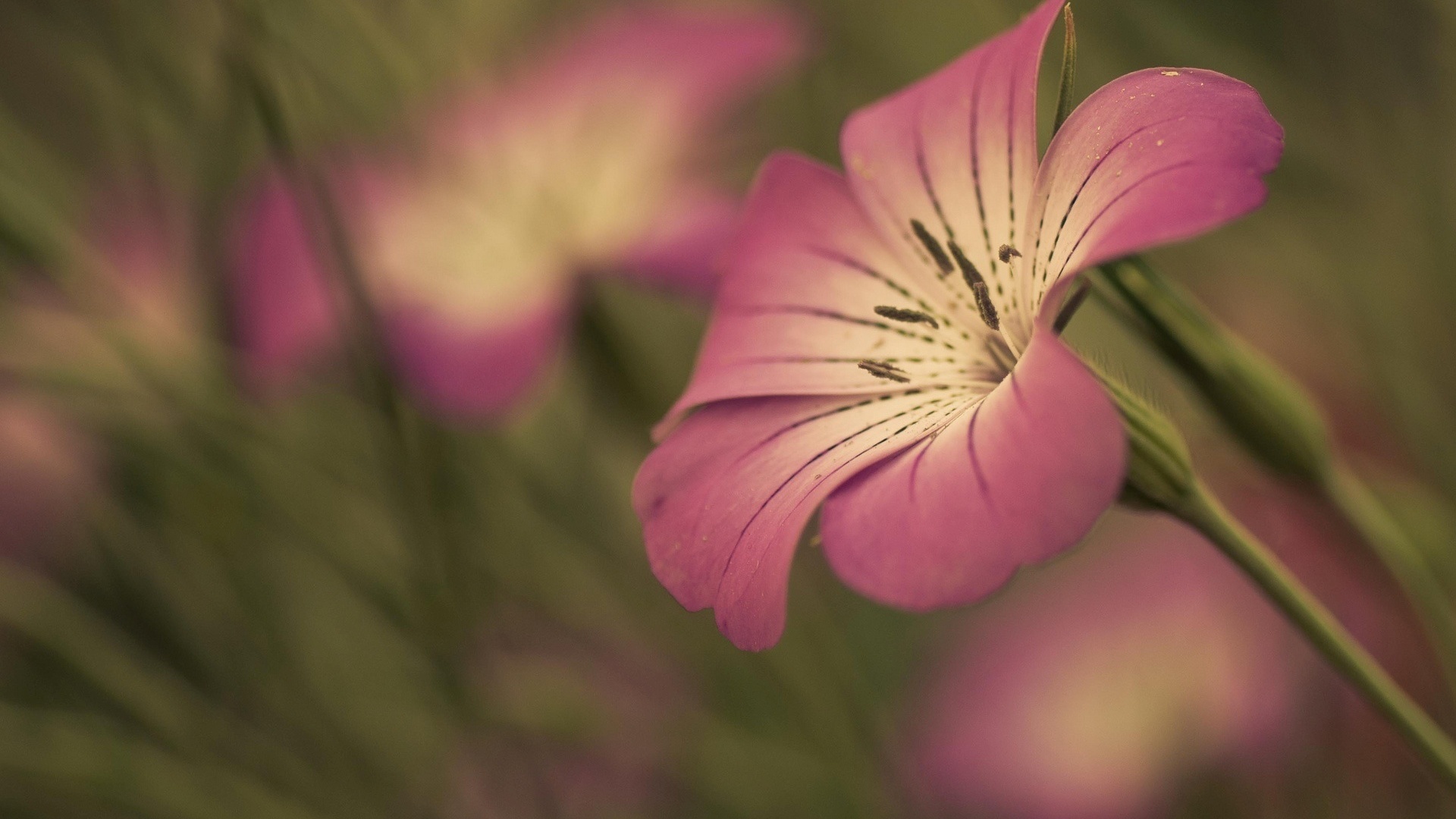 macro, flower, branch, tree, pink