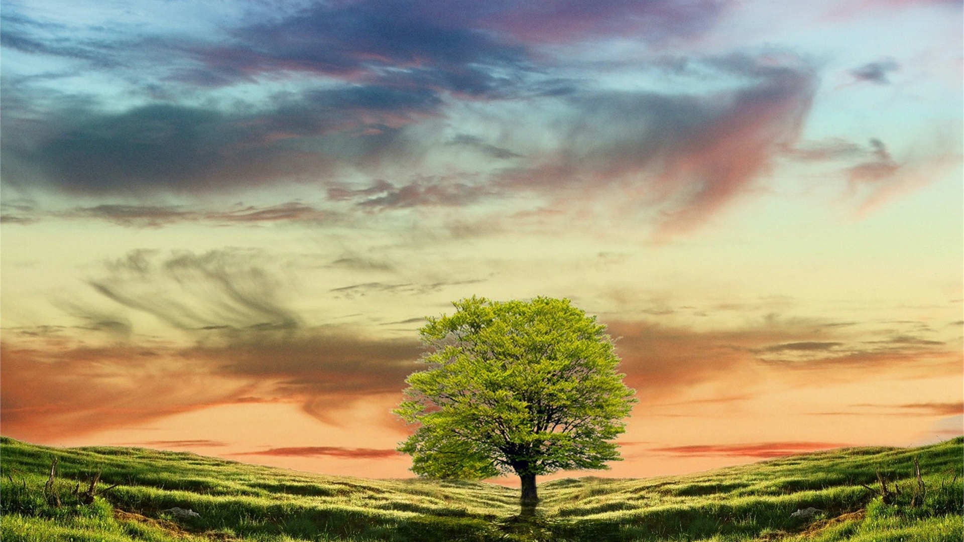 tree, hills, grass, sky