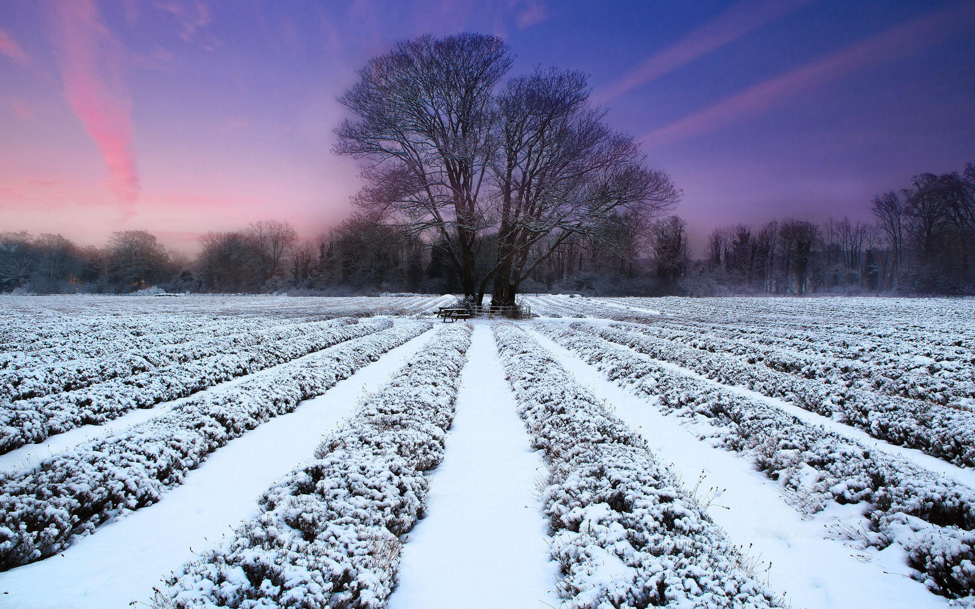 tree, sunset, fields, sky, purple, snow