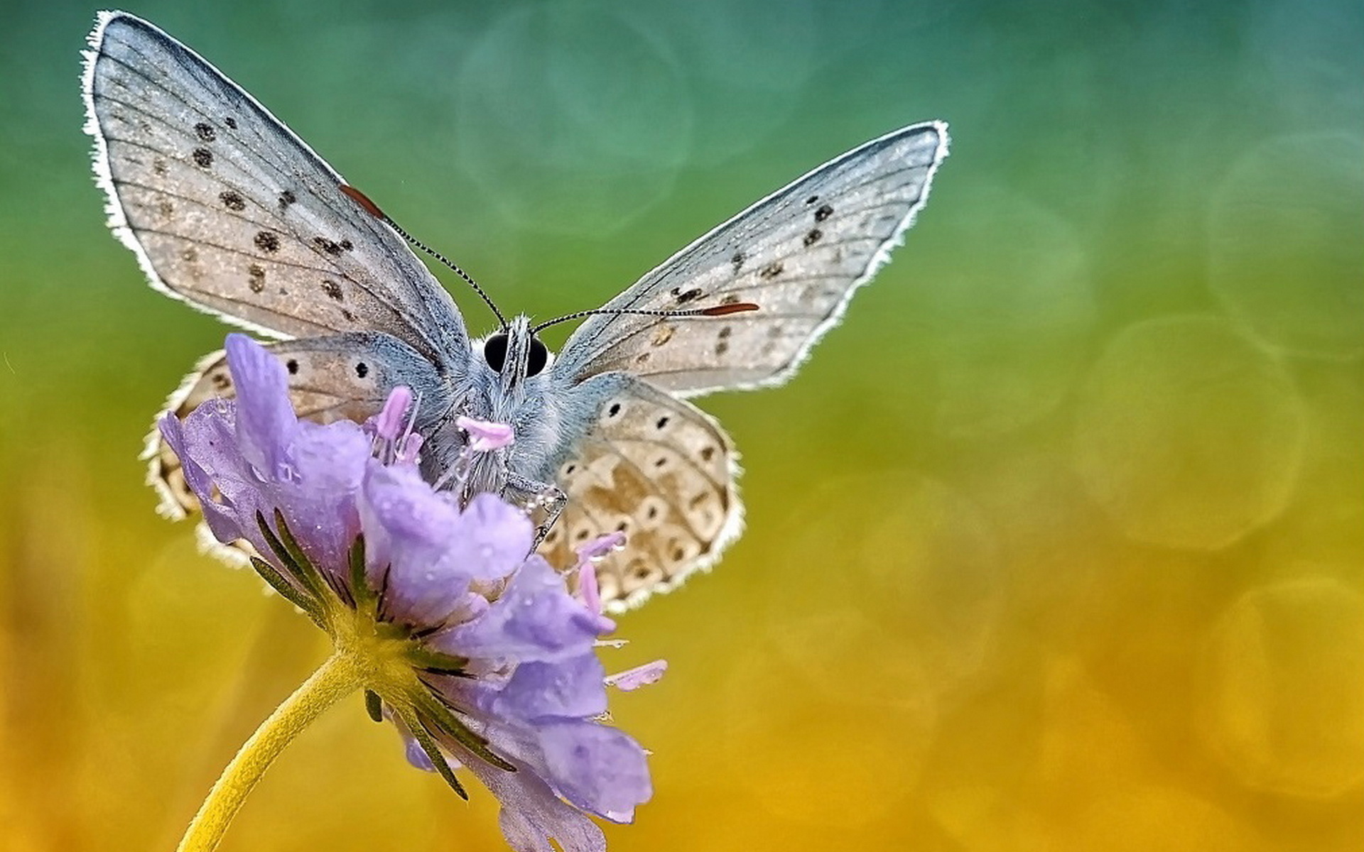 Увидеть бабочку весной. Бабочка на цветке. Красивые бабочки. Бабочки в природе. Прекрасная бабочка.
