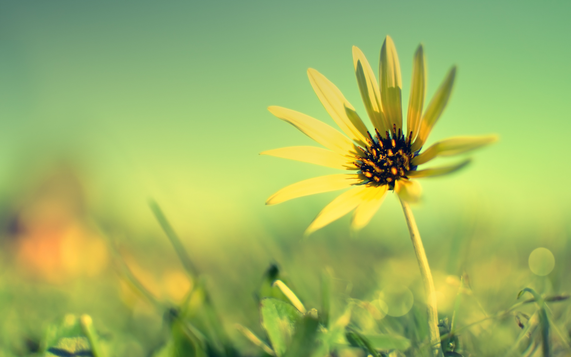 flower, sunflower.fields, sky