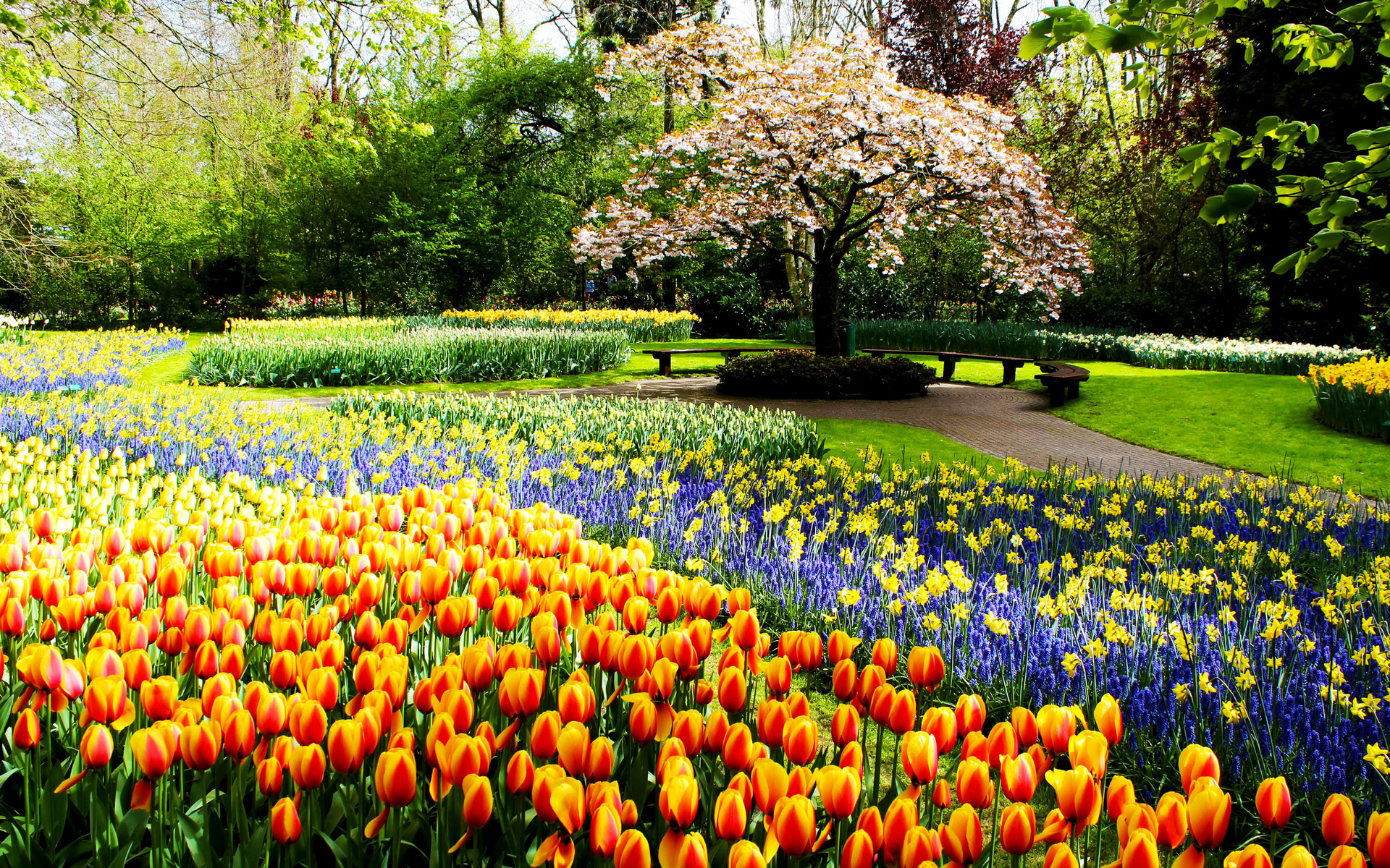 , , , , , , , keukenhof, lisse, netherlands, 