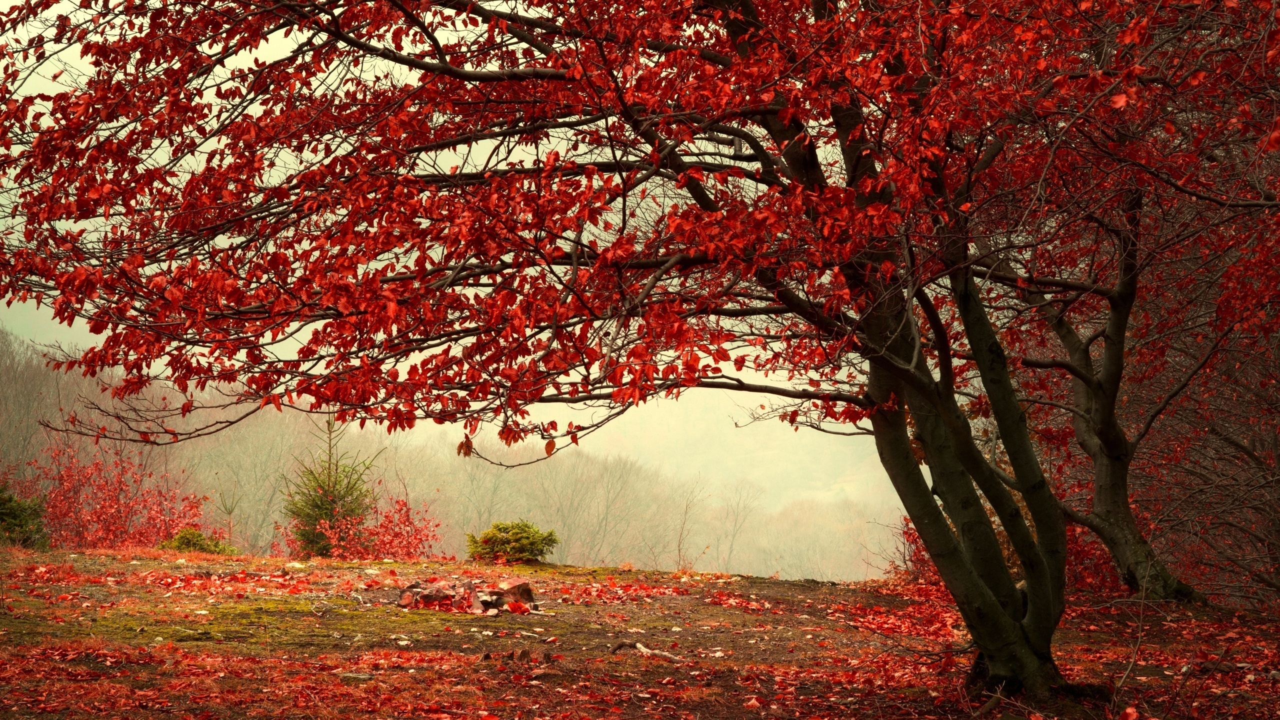 autum, tree, leaves, flower, sun, sunlight