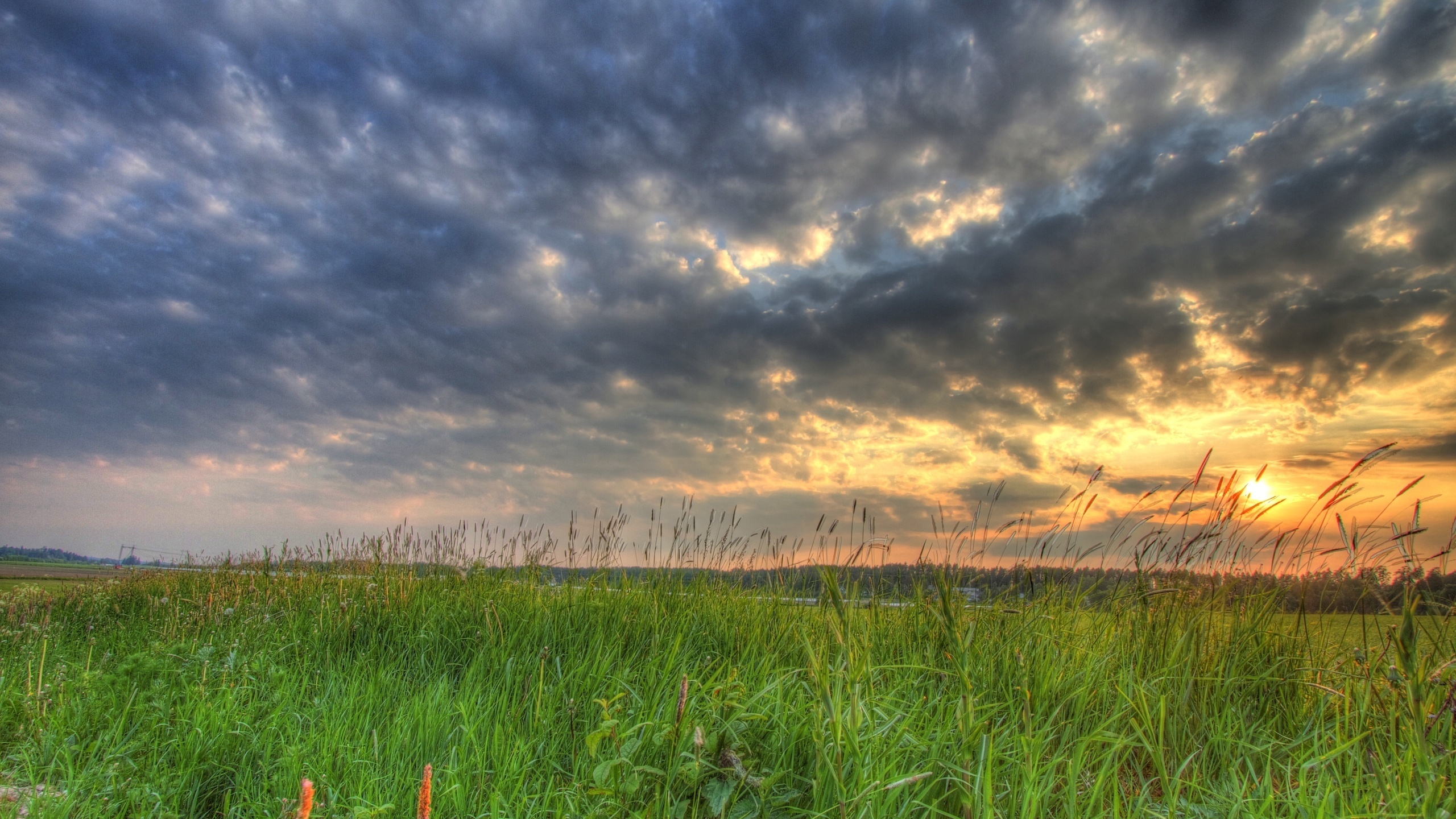 field, tree, grass, path, sky, clouds, sun