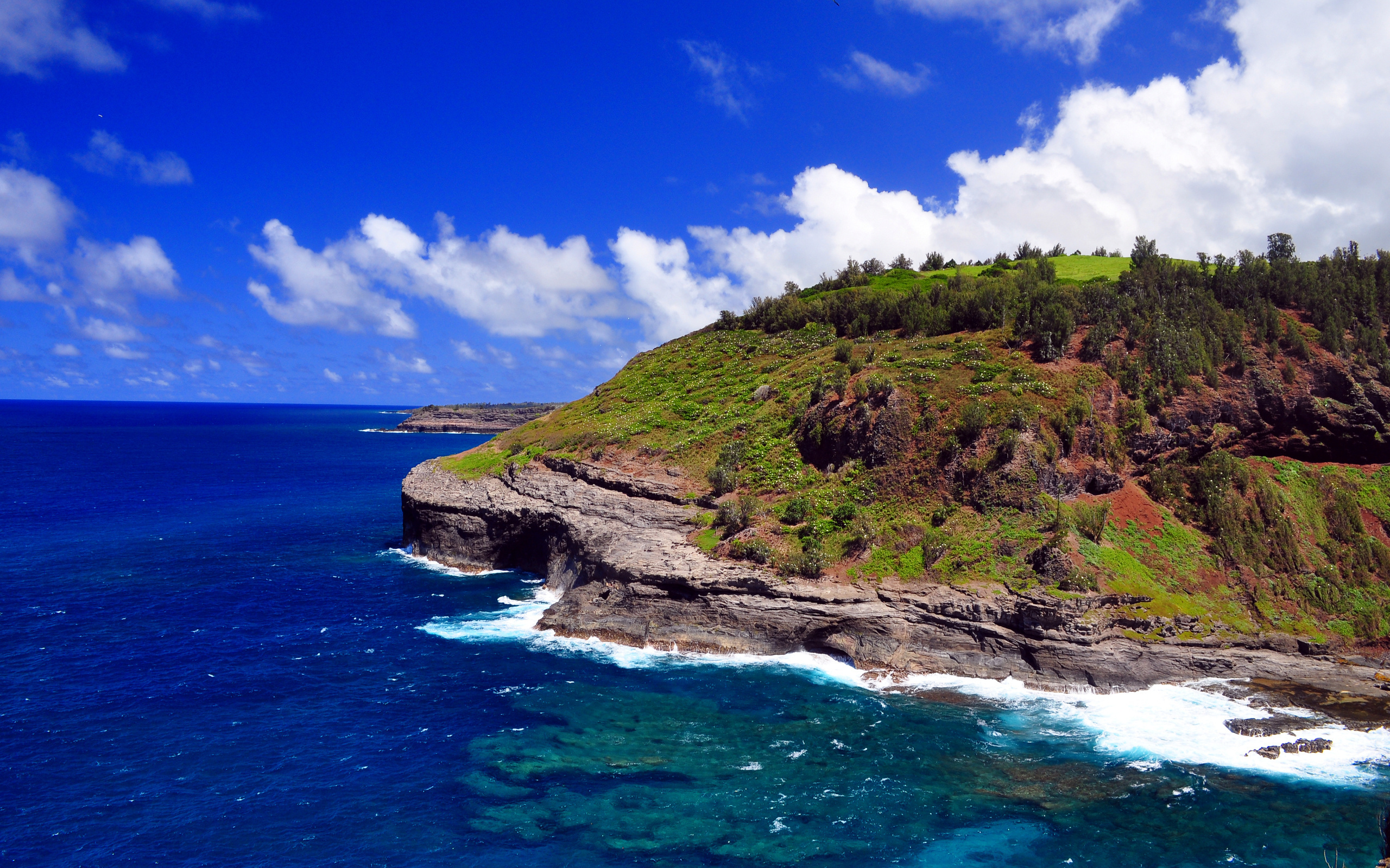 ocean, beach, tree, water, sky