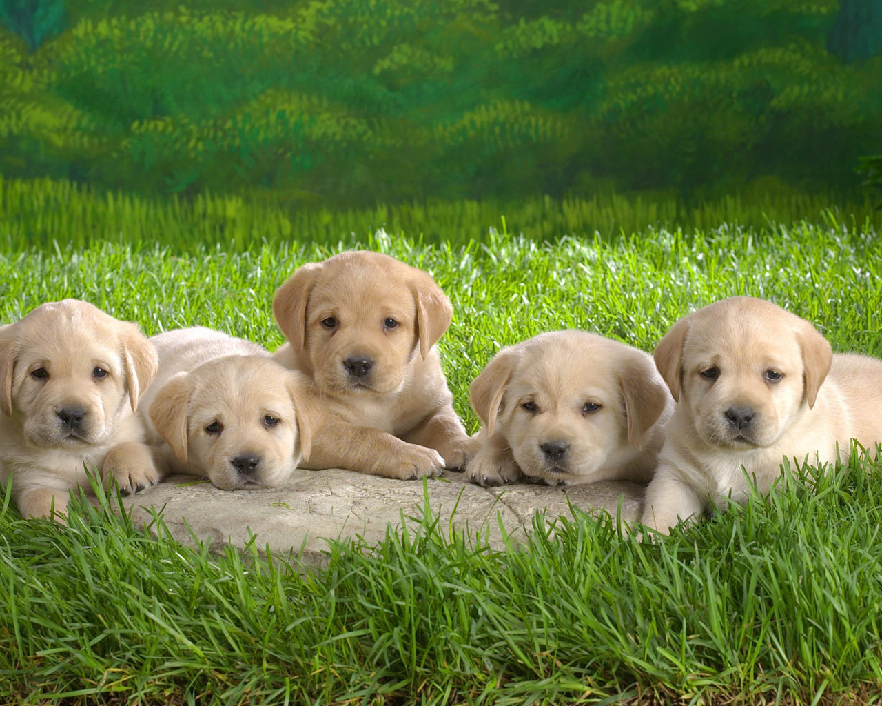 puppies, dogs, grass, animal