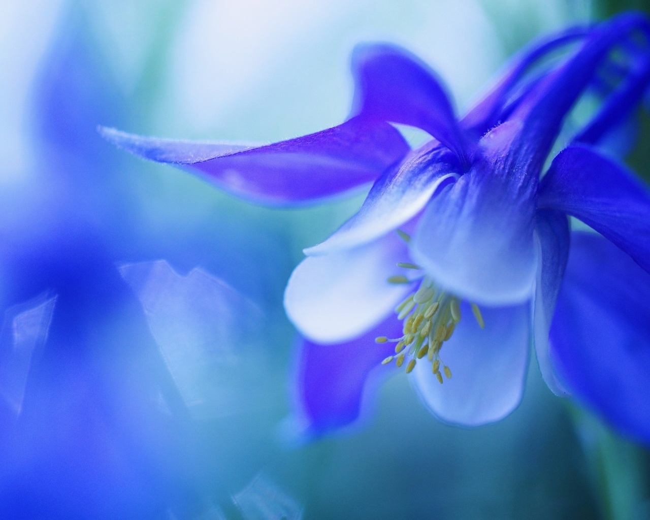 , , , macro, flower, bell