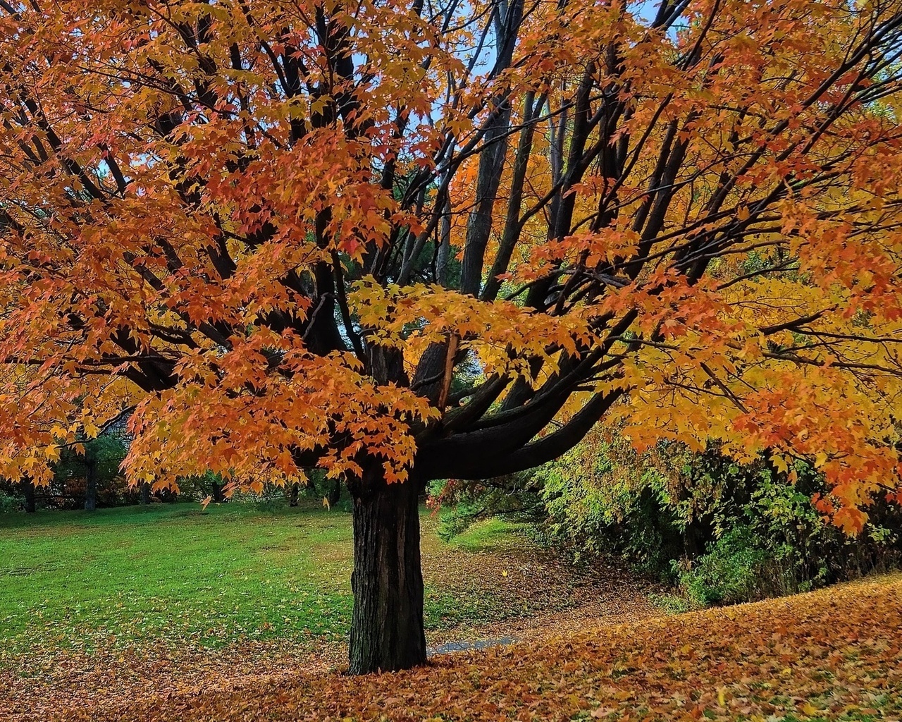 tree, grass, autumn, fields