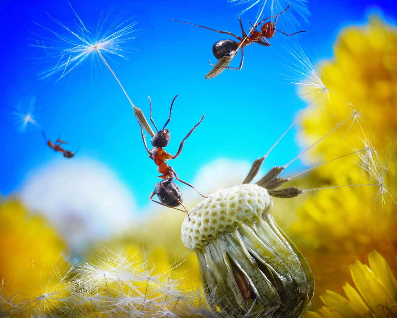 dandelion, flower, fluff, seed, ant, , , , , , , , , , , 