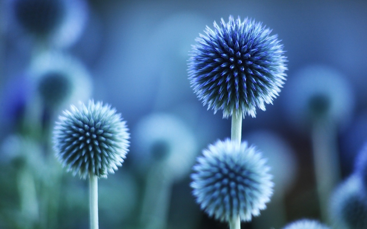 macro, flower, nature, purple