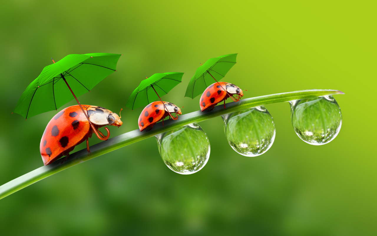 ,  , , , a blade of grass, ladybirds, droplets, parasols