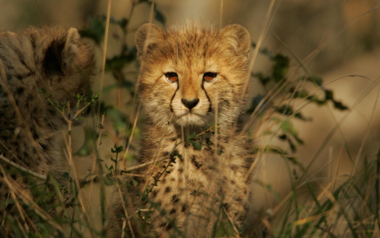 tiger, baby, tree, bigcat, wild