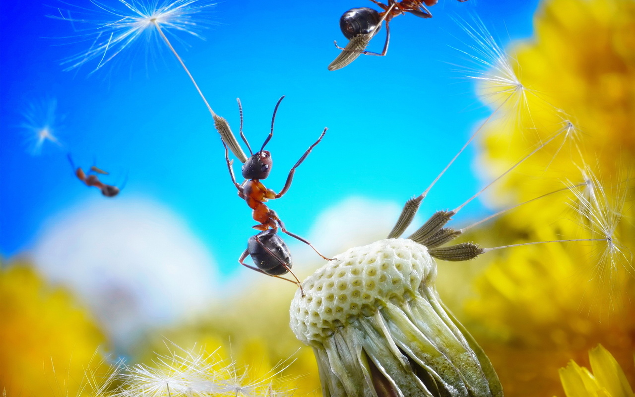 dandelion, flower, fluff, seed, ant, , , , , , , , , , , 