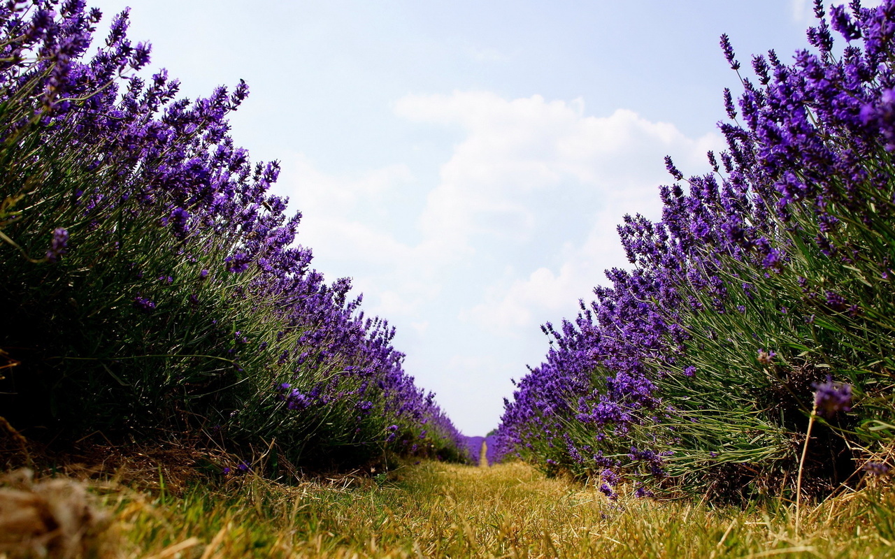 field, lavander, tree, sky