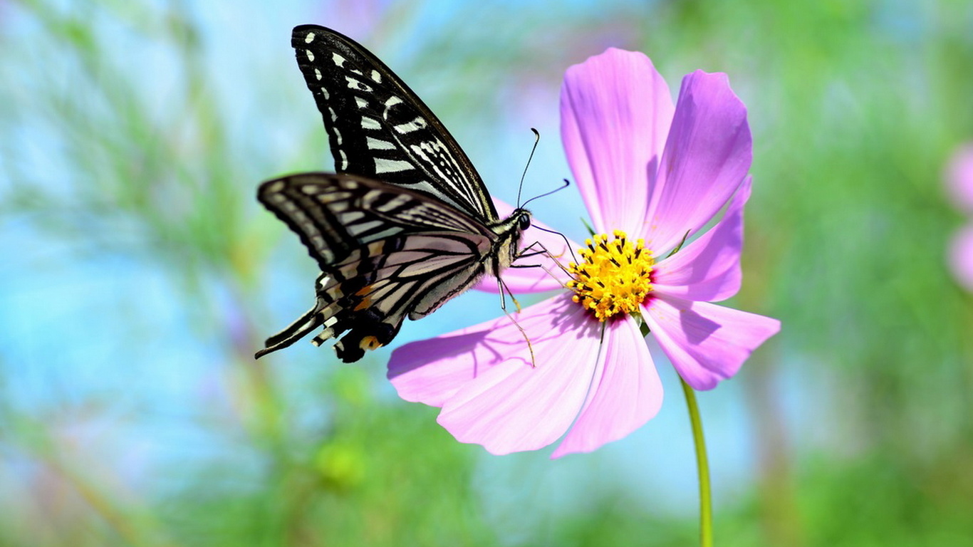 Бабочка над цветком