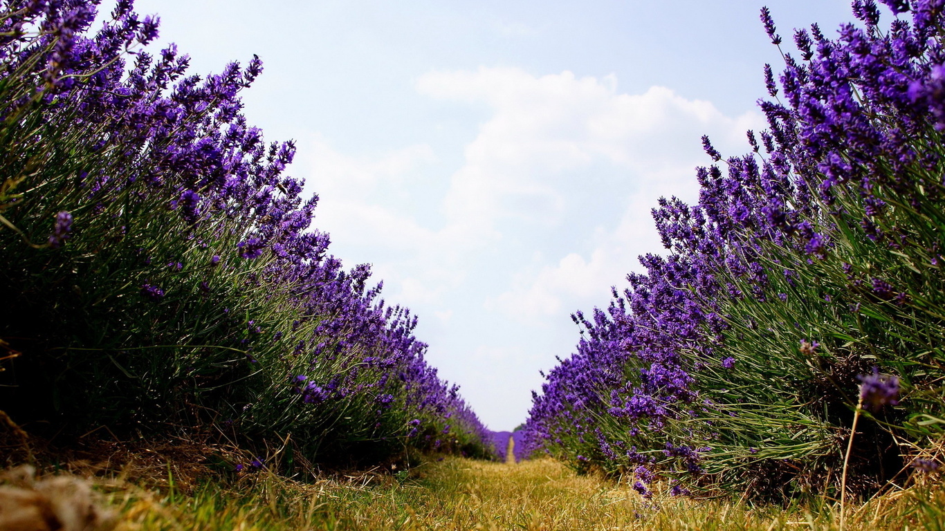 field, lavander, tree, sky