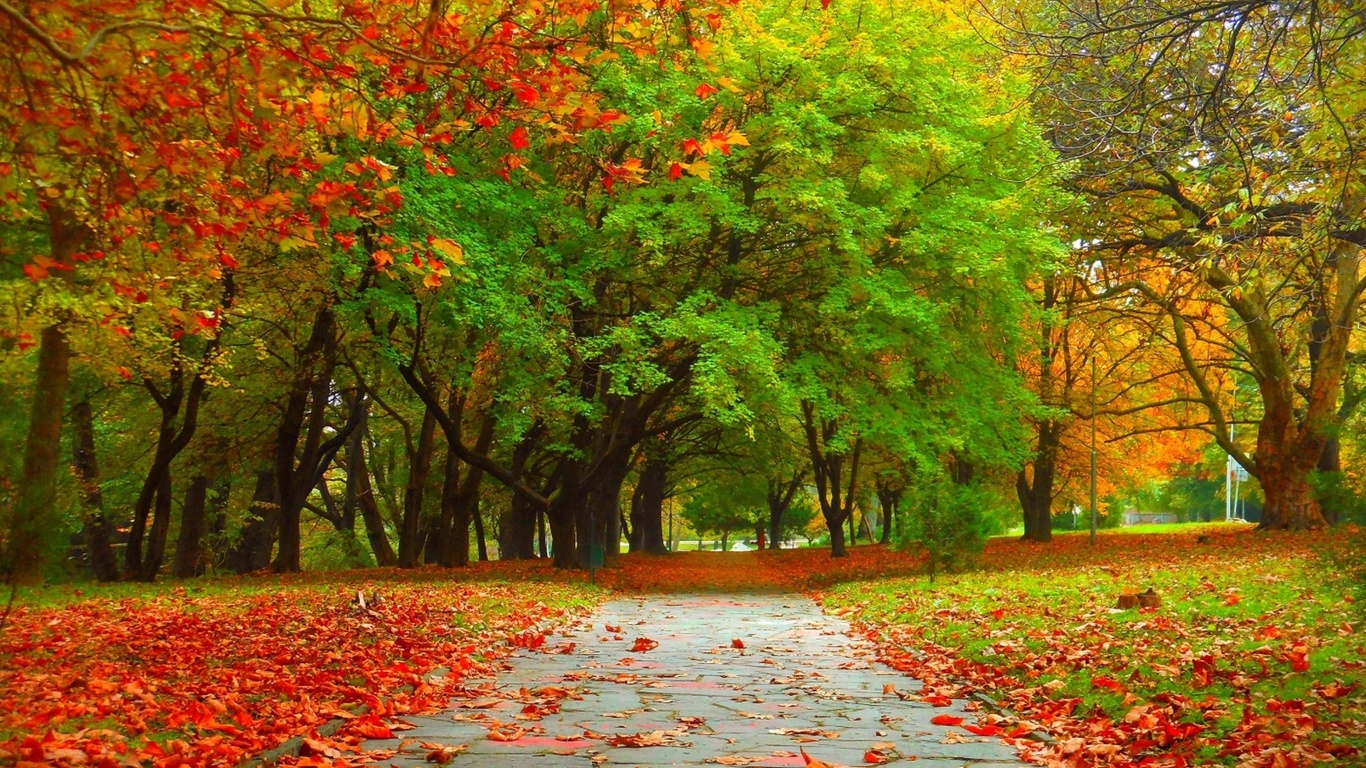 autumn, tree, road, sky, mountain