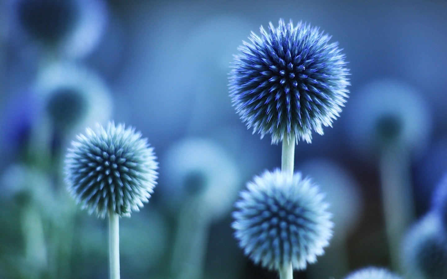 macro, flower, nature, purple