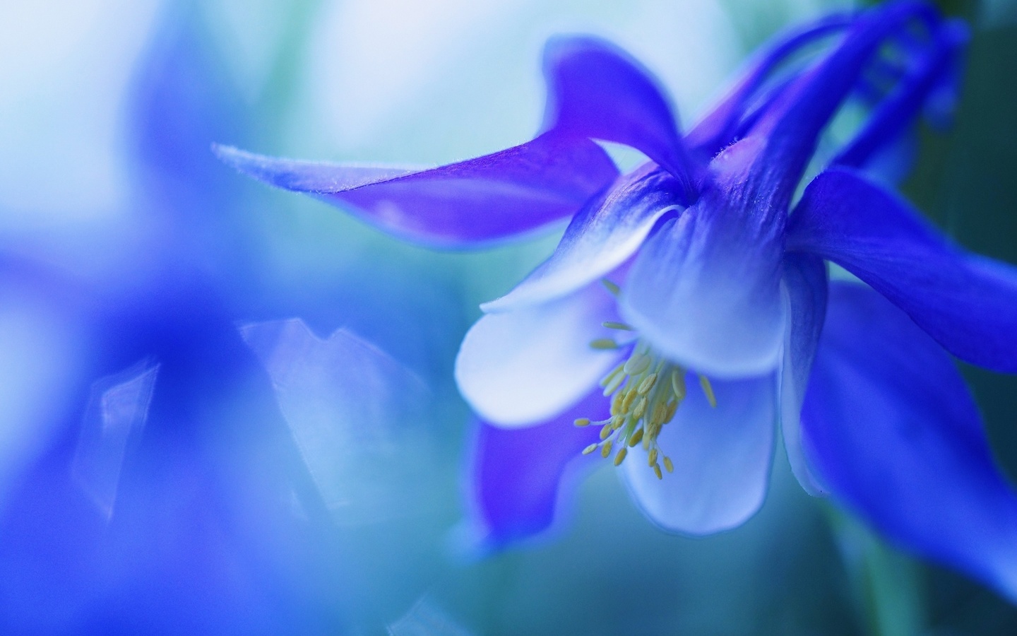 , , , macro, flower, bell