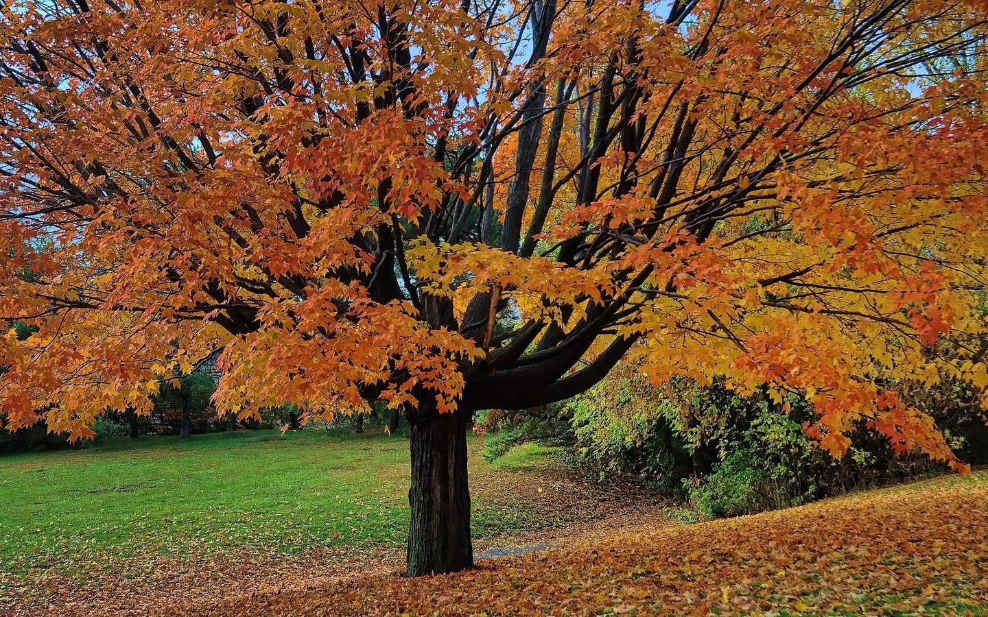 tree, grass, autumn, fields