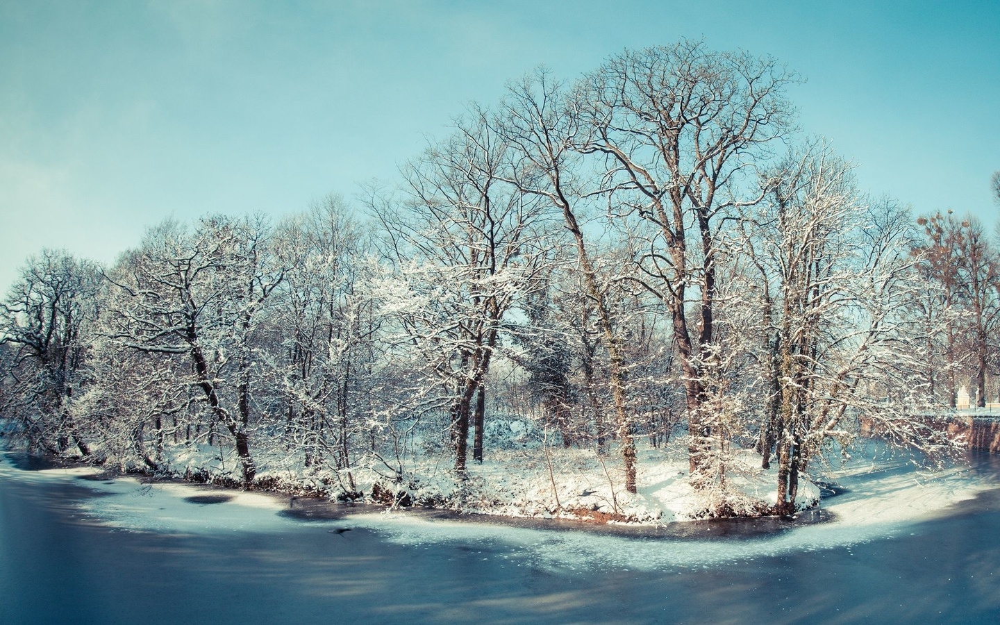 tree, frozen, lake, snow