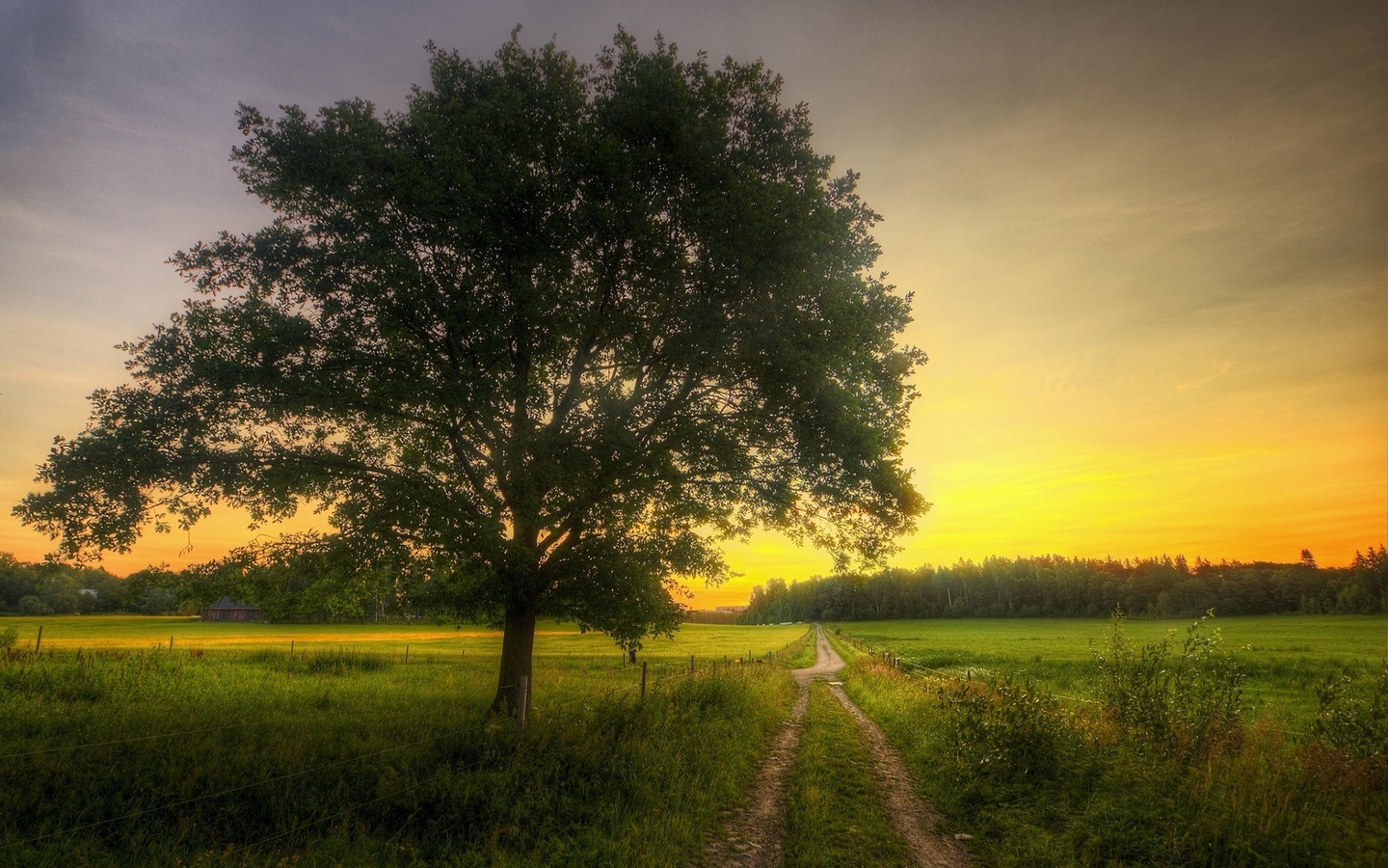 tree, field, grass, sky