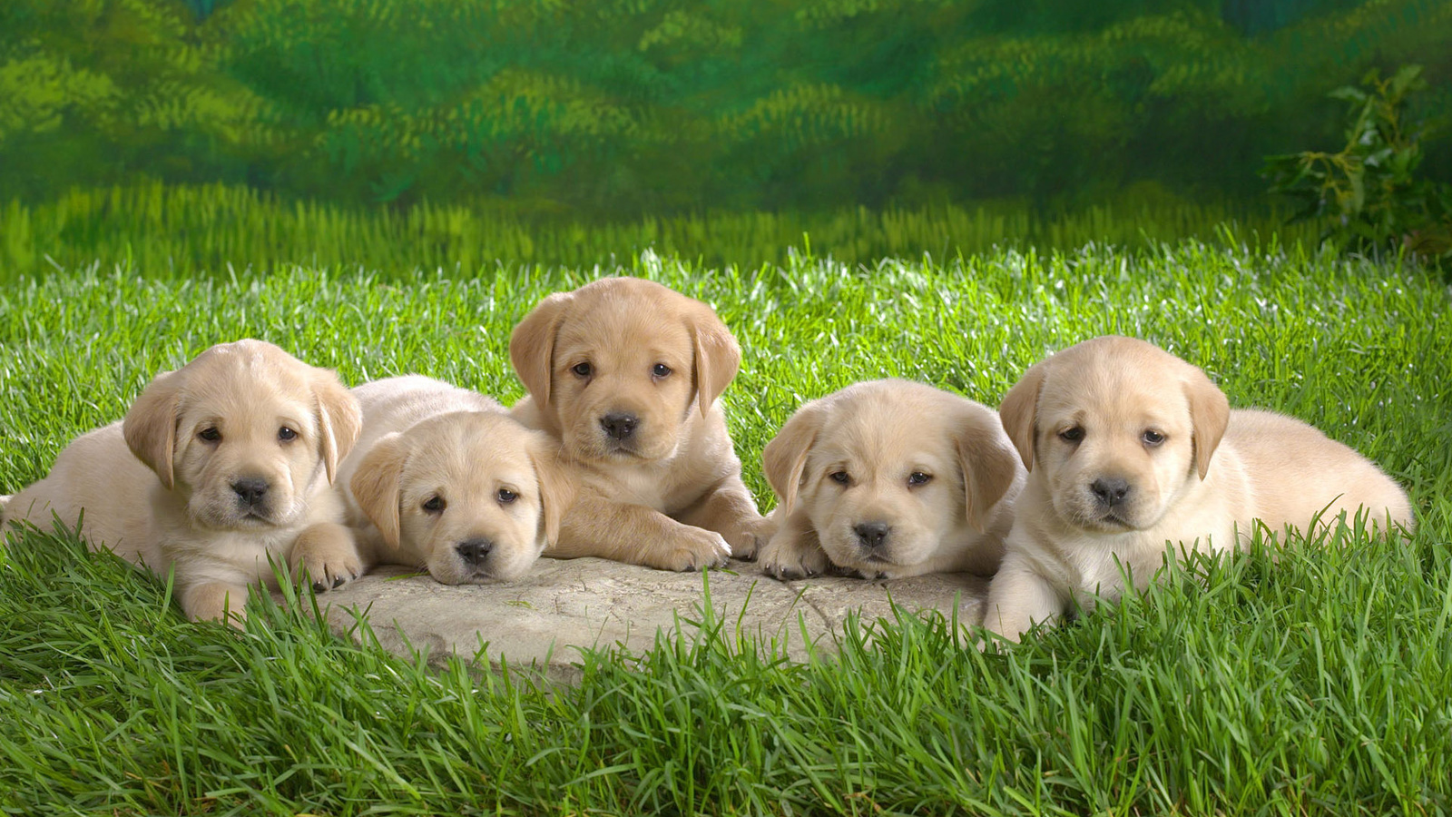 puppies, dogs, grass, animal