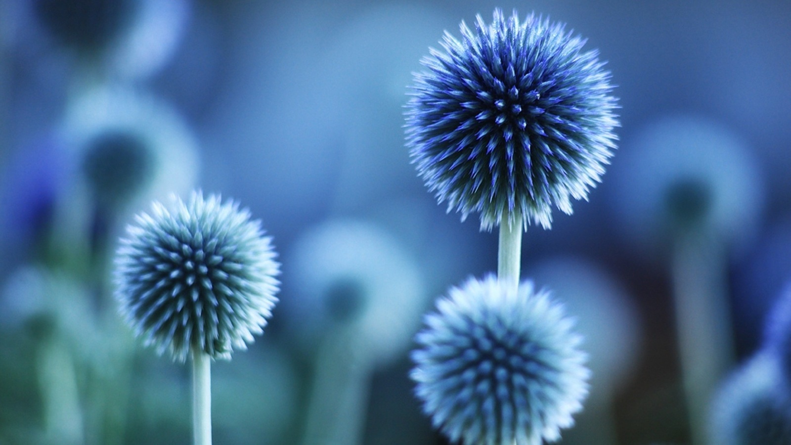 macro, flower, nature, purple