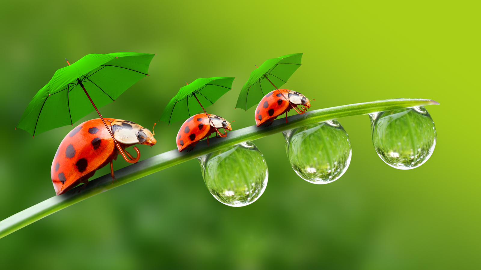 ,  , , , a blade of grass, ladybirds, droplets, parasols