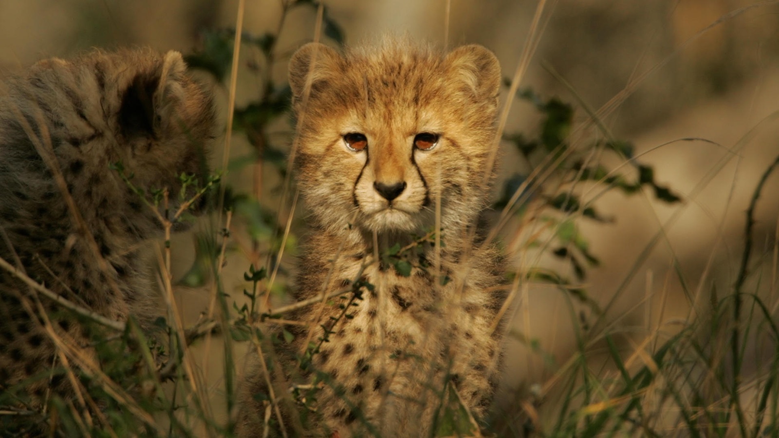 tiger, baby, tree, bigcat, wild