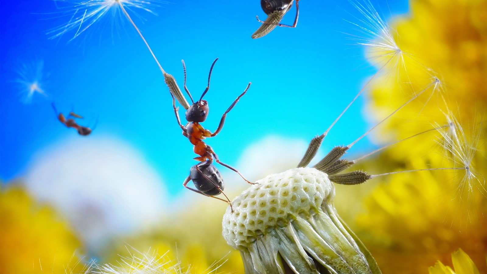 dandelion, flower, fluff, seed, ant, , , , , , , , , , , 