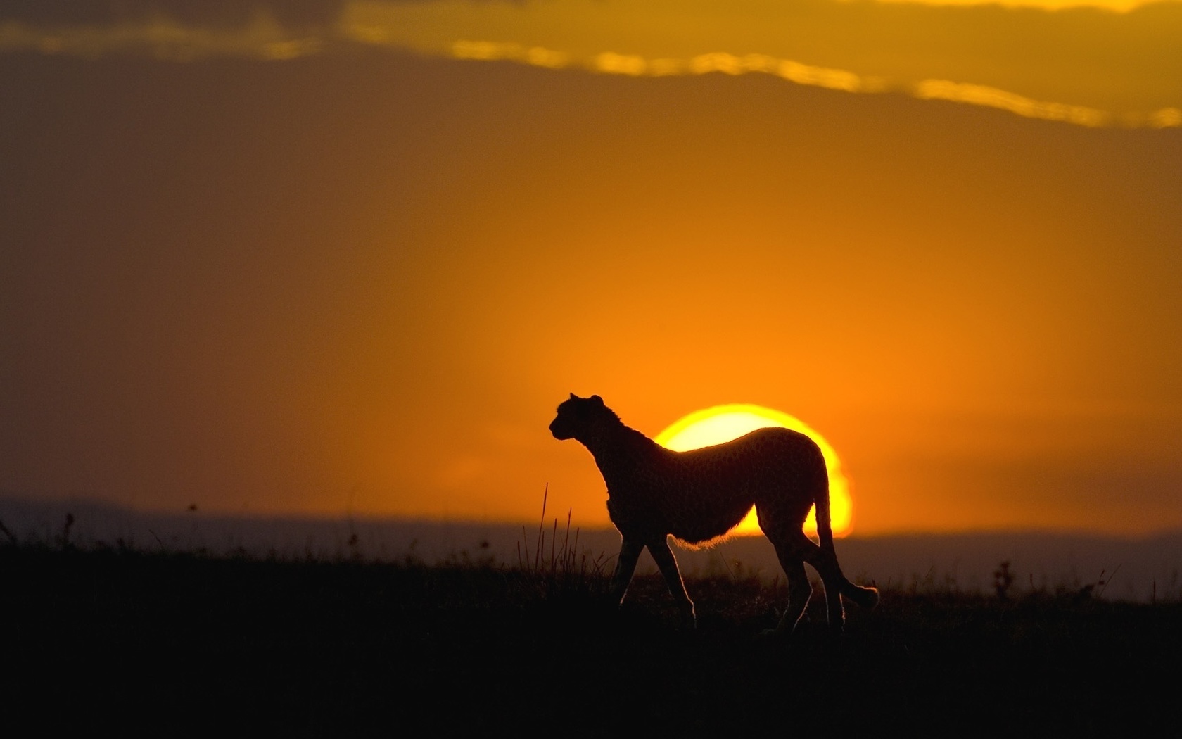 cheettah, sunset, africa, wild