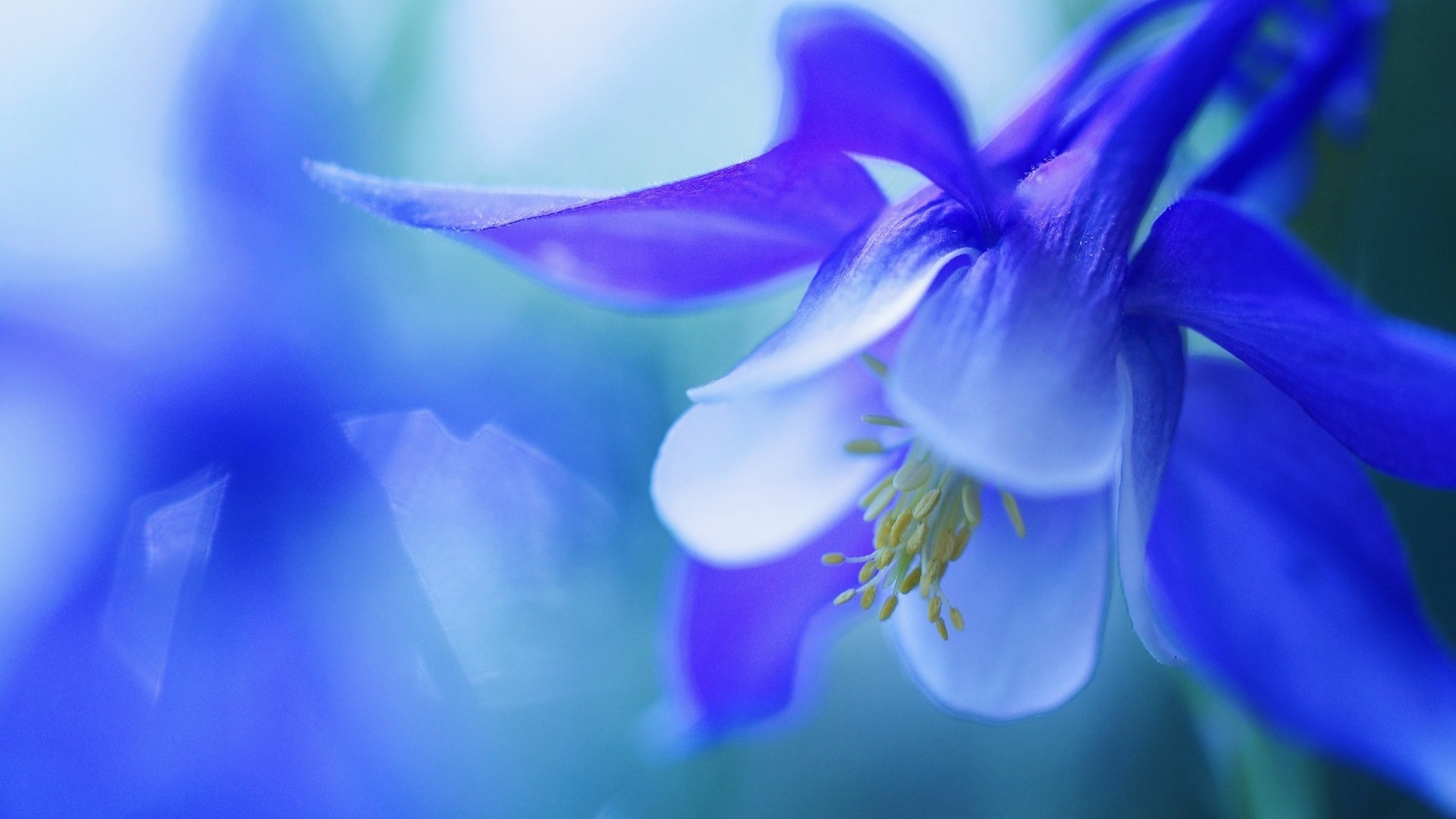 , , , macro, flower, bell