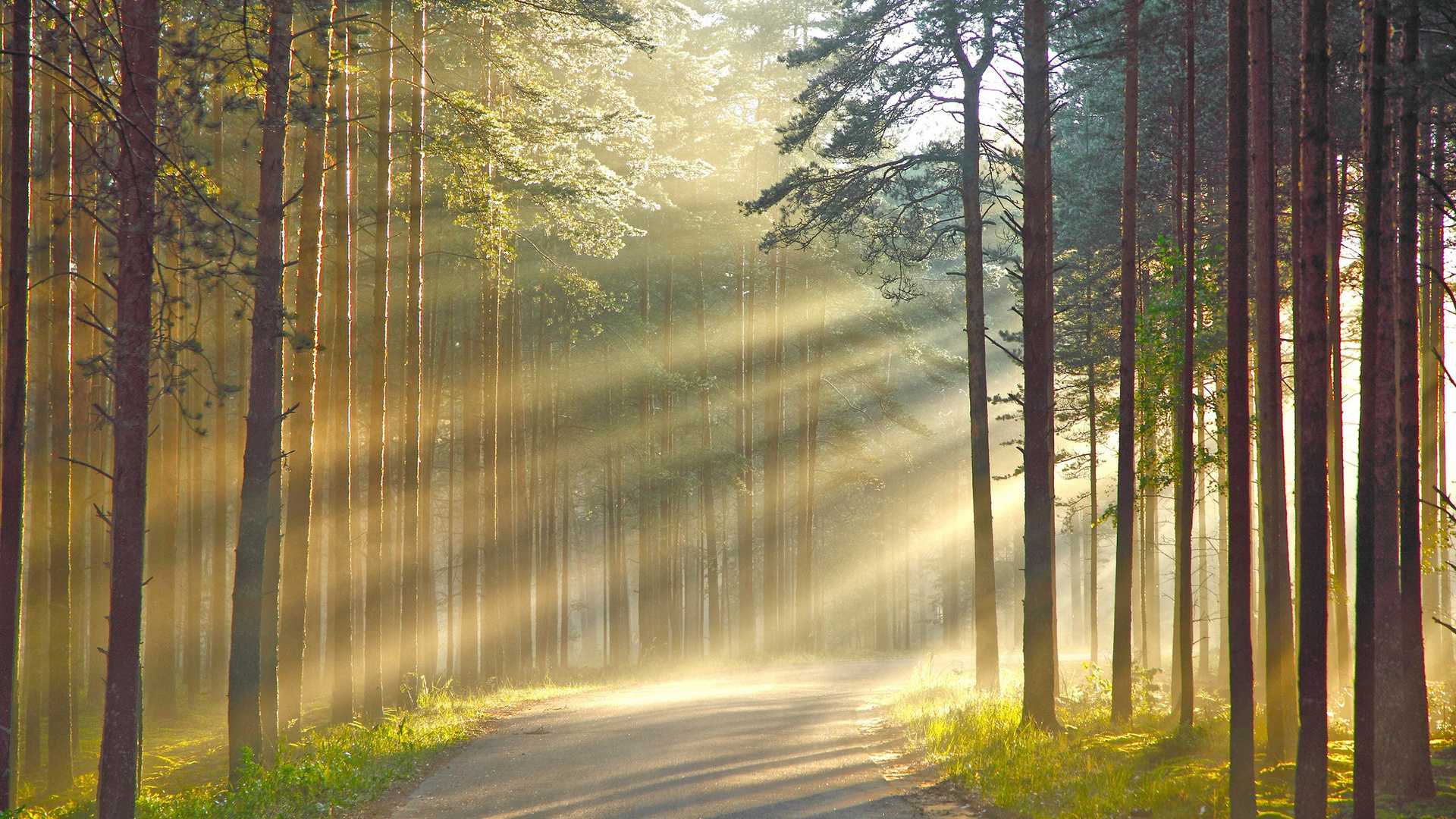 sunlight, tree, forest, ray, light