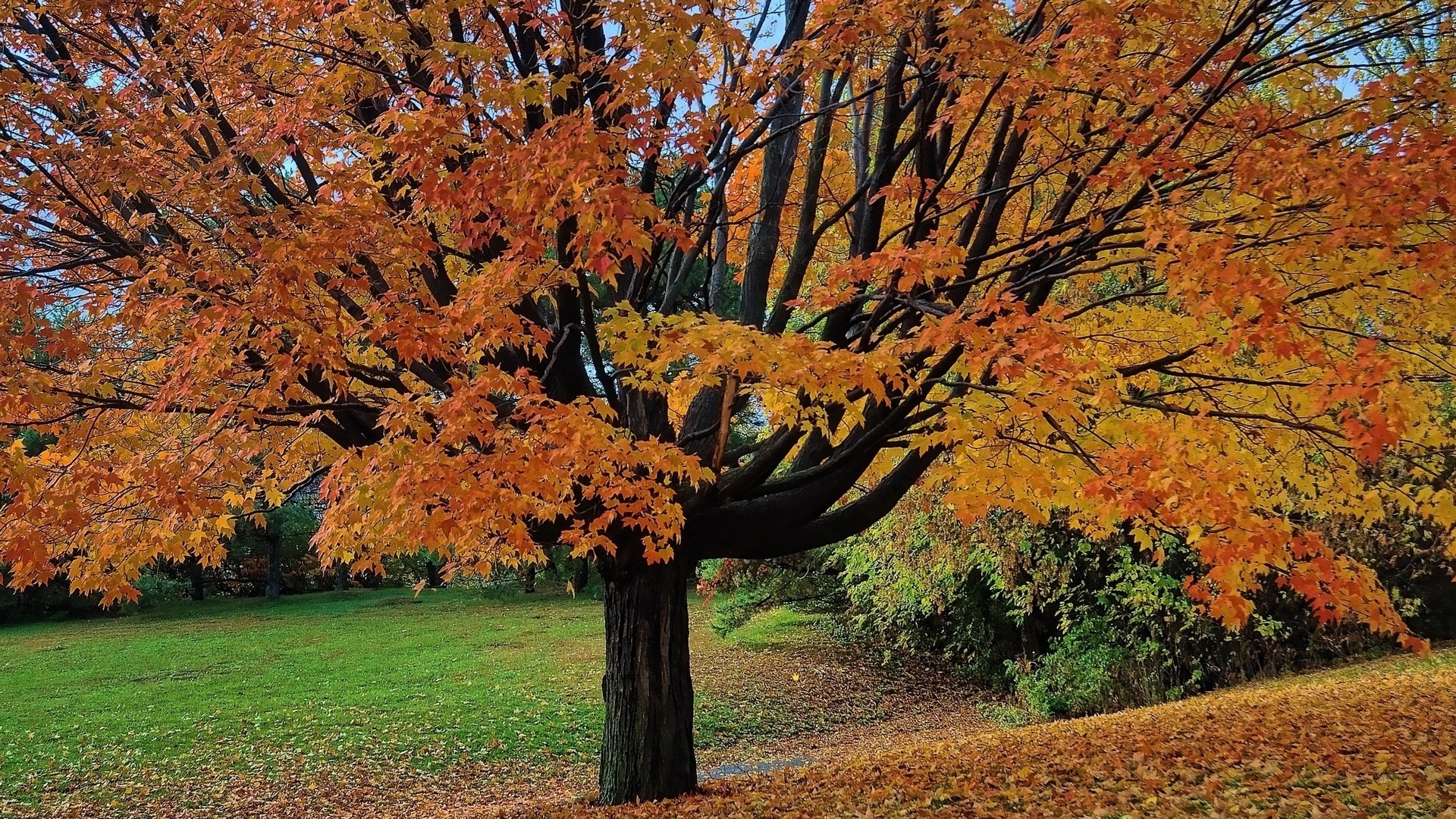 tree, grass, autumn, fields