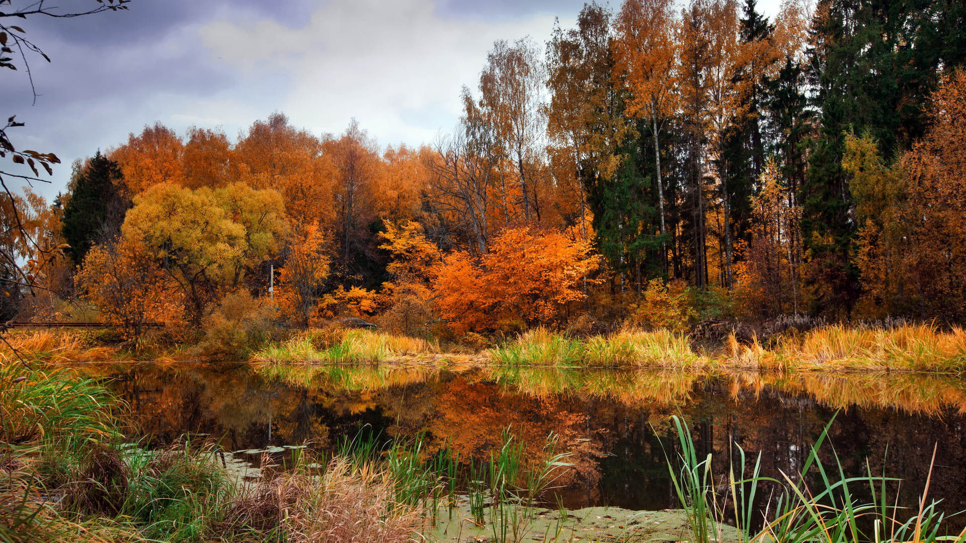 фотографии осеннего леса в хорошем качестве