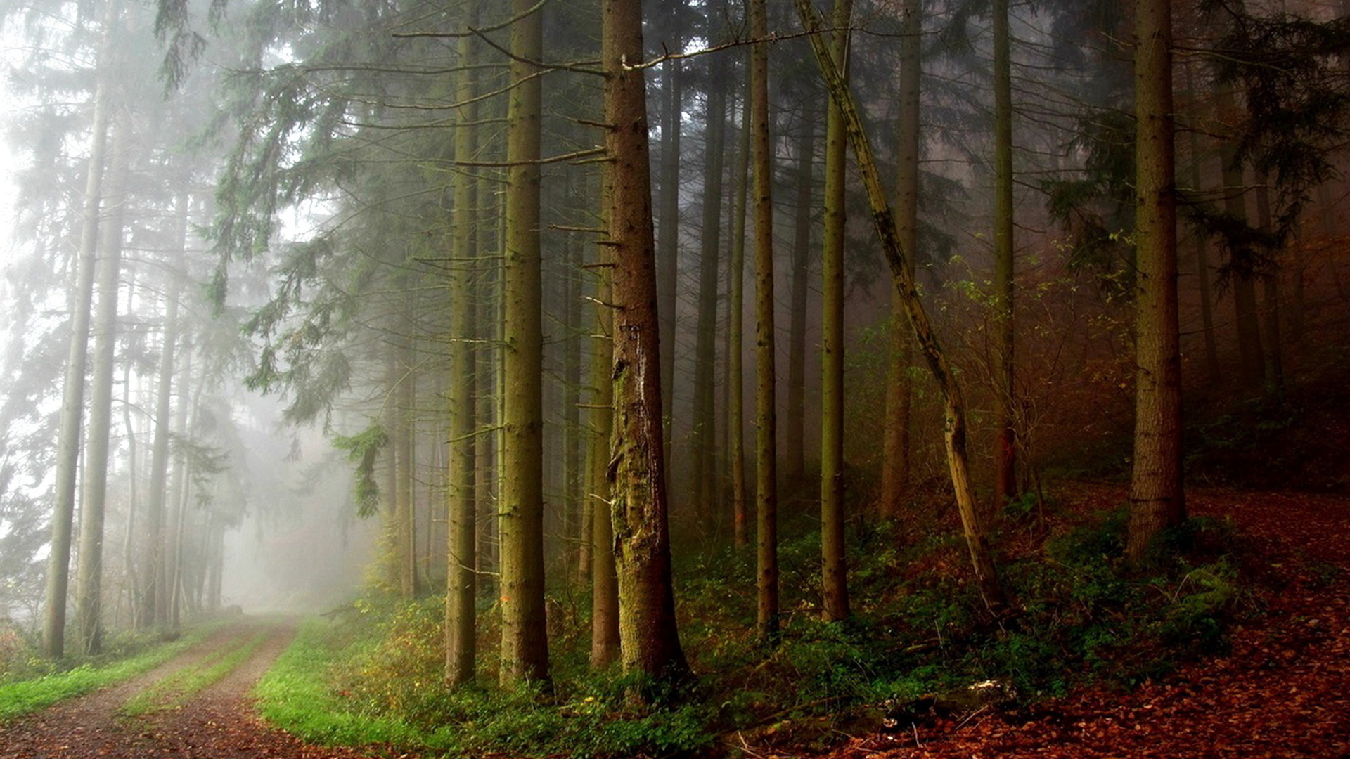 Turn trees. Дорога в дремучий лес. Листва дремучий лес. Wallpaper дорога в дремучий лес. Картина леса 1080x1920.