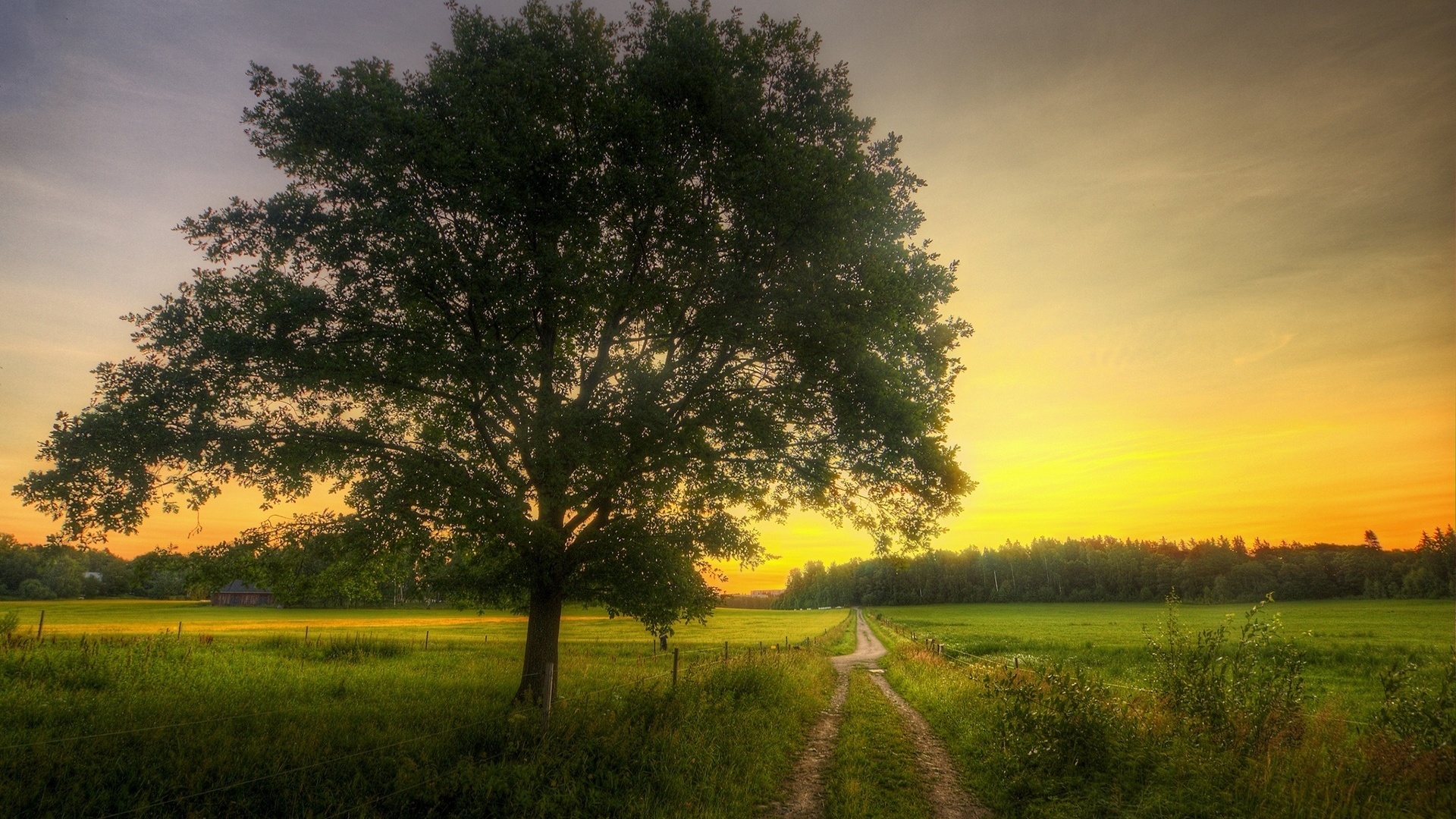 tree, field, grass, sky