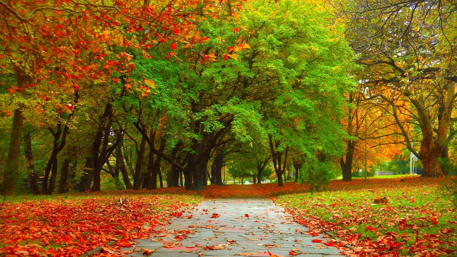 autumn, tree, road, sky, mountain