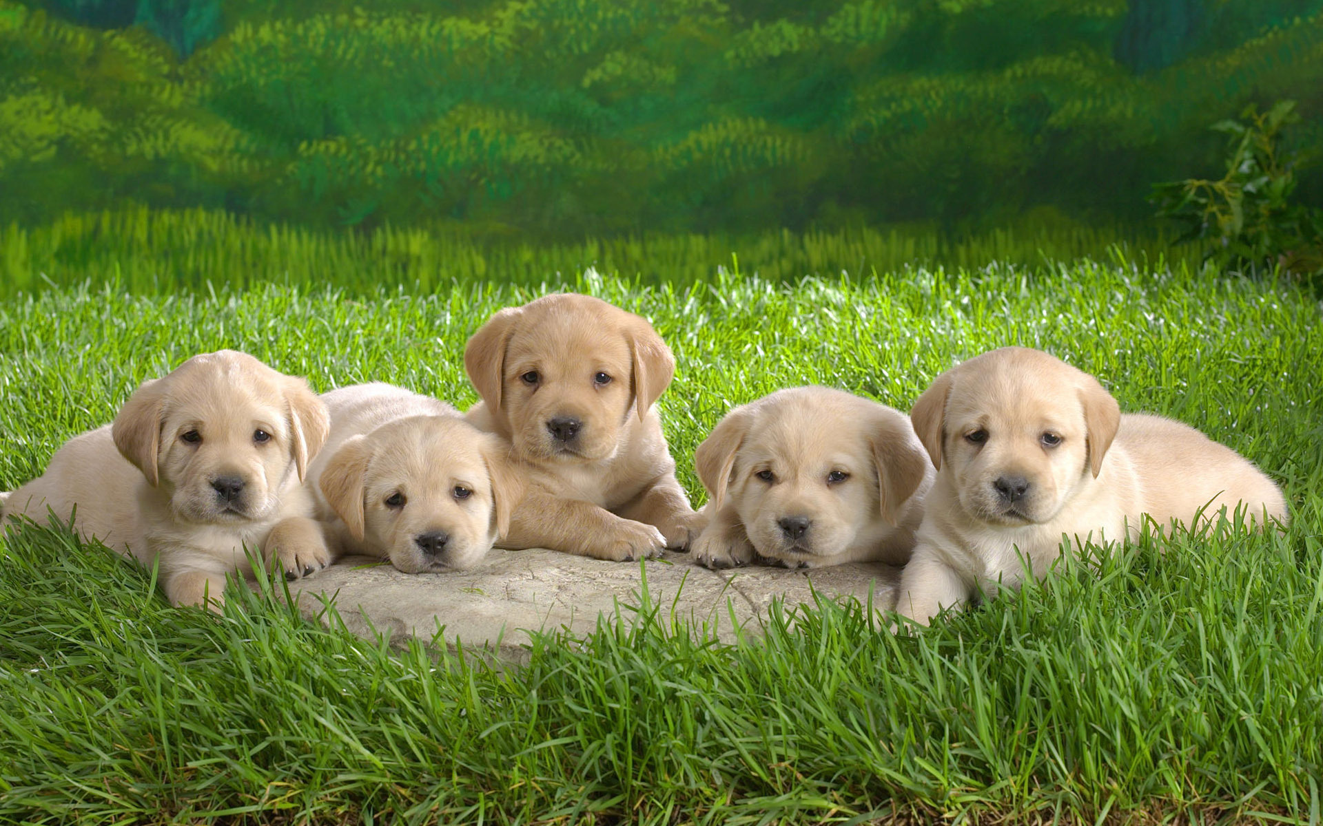 puppies, dogs, grass, animal