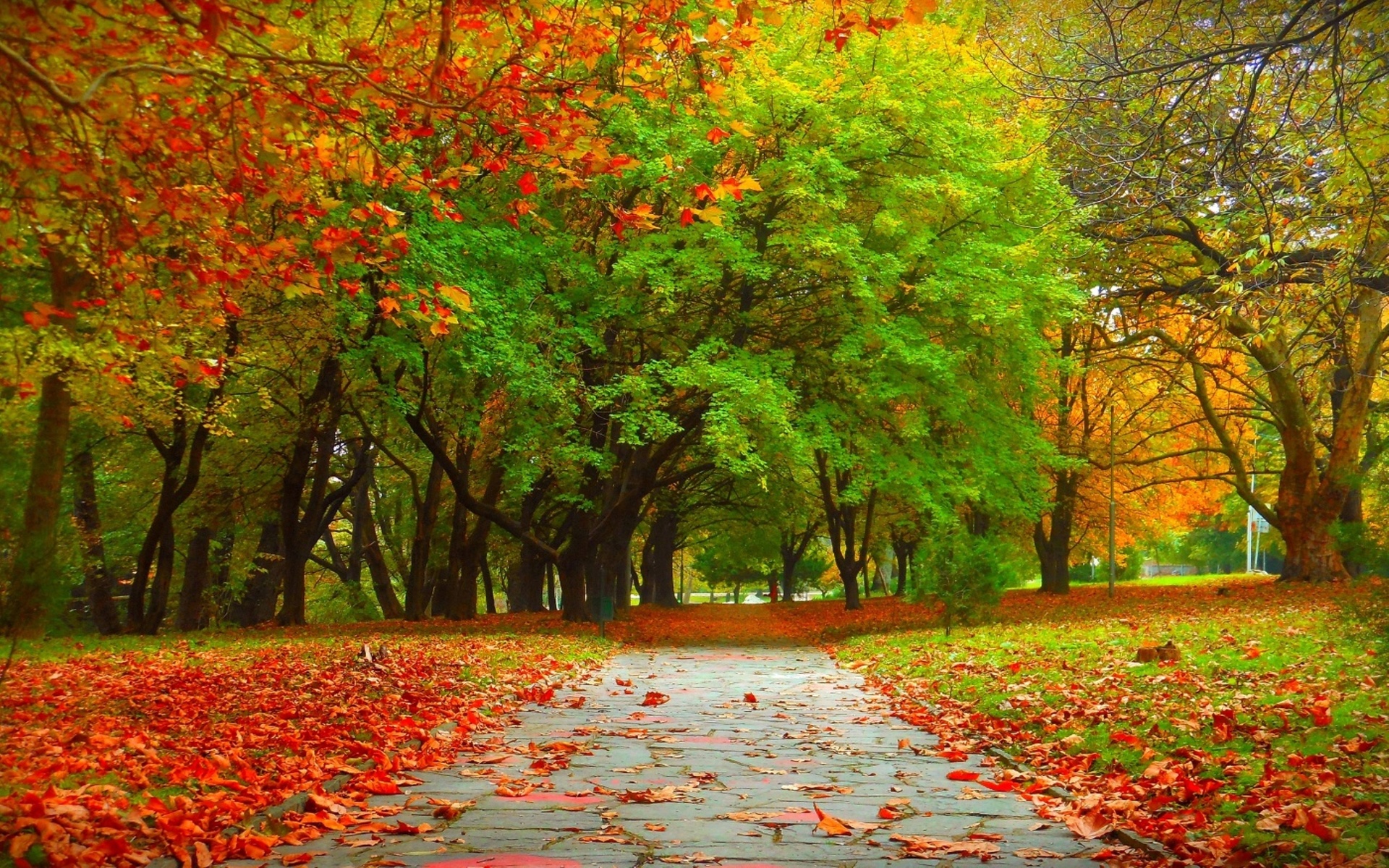 autumn, tree, road, sky, mountain