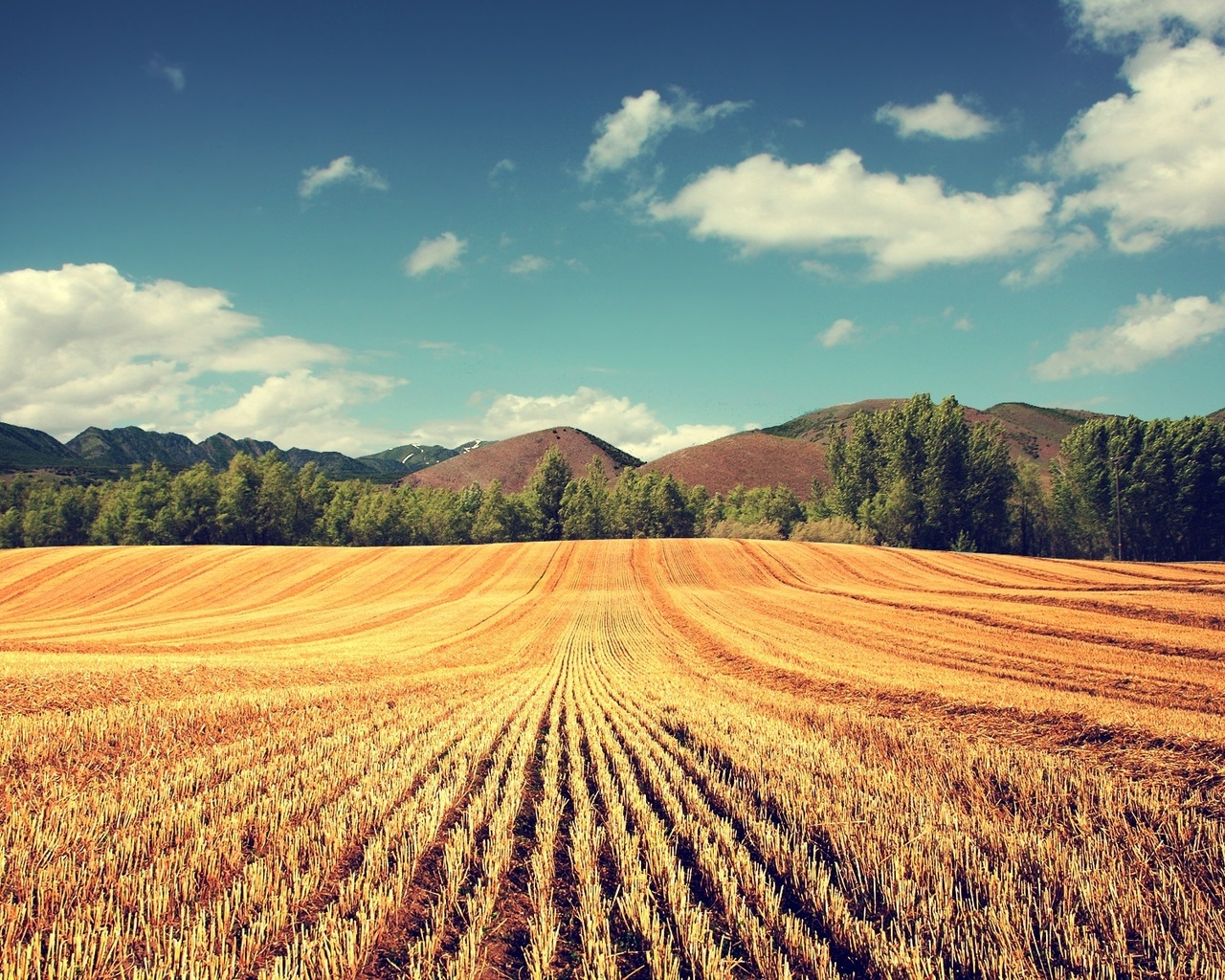 hills, mountain, grass, tree, sky