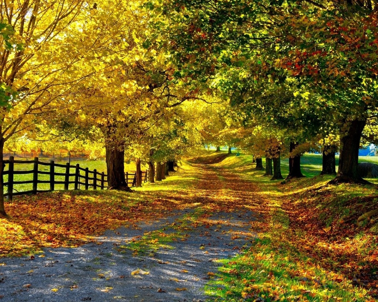 autumn, tree, road, sky, mountain