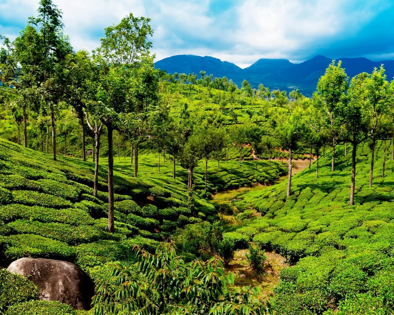 india, field, tea, path, green, tree, rock, mountain