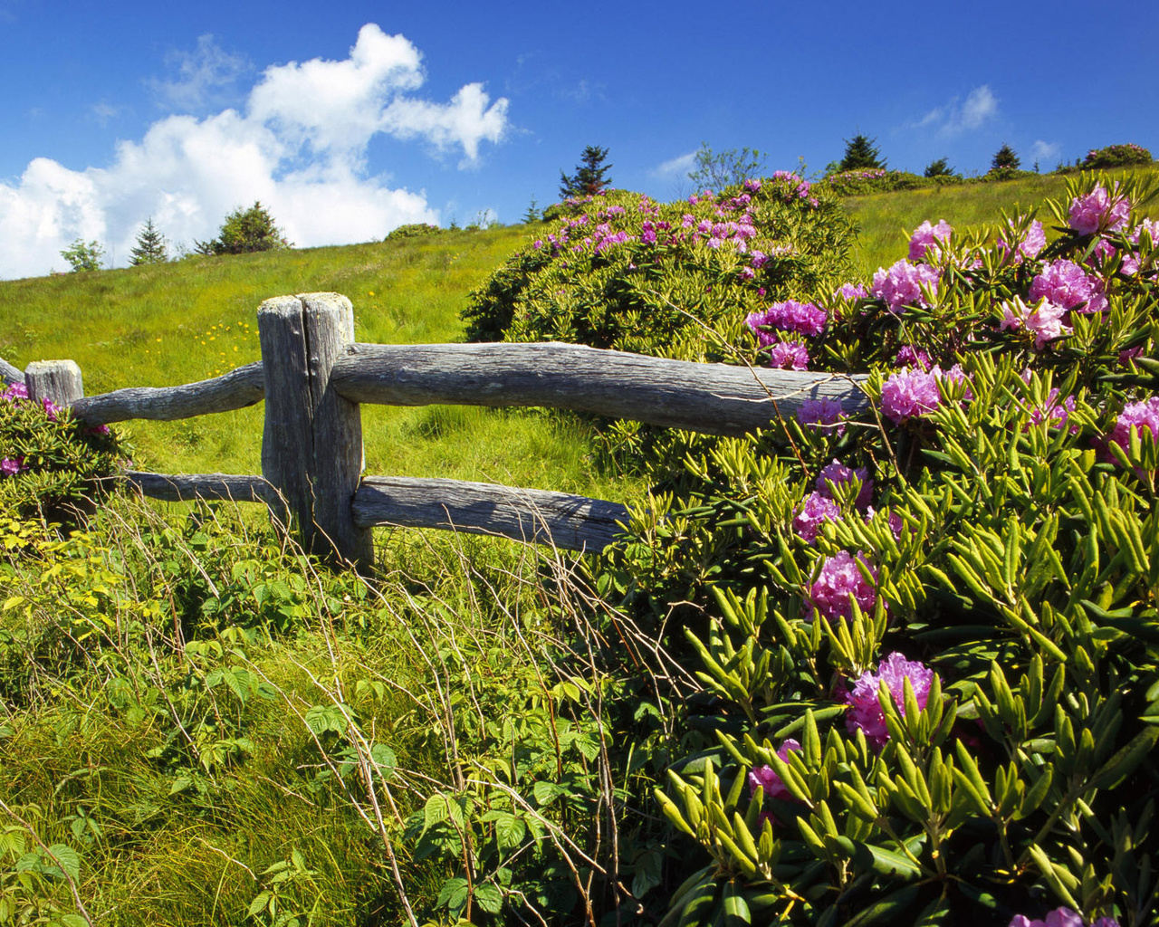 flower, tree, fence, sky, grass, clouds