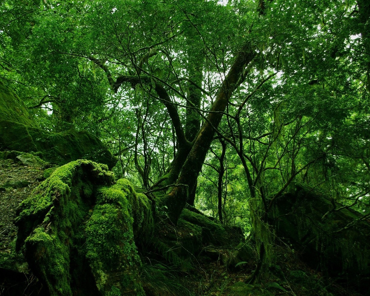 forest, tree, root, green, jungle, branch, leaves