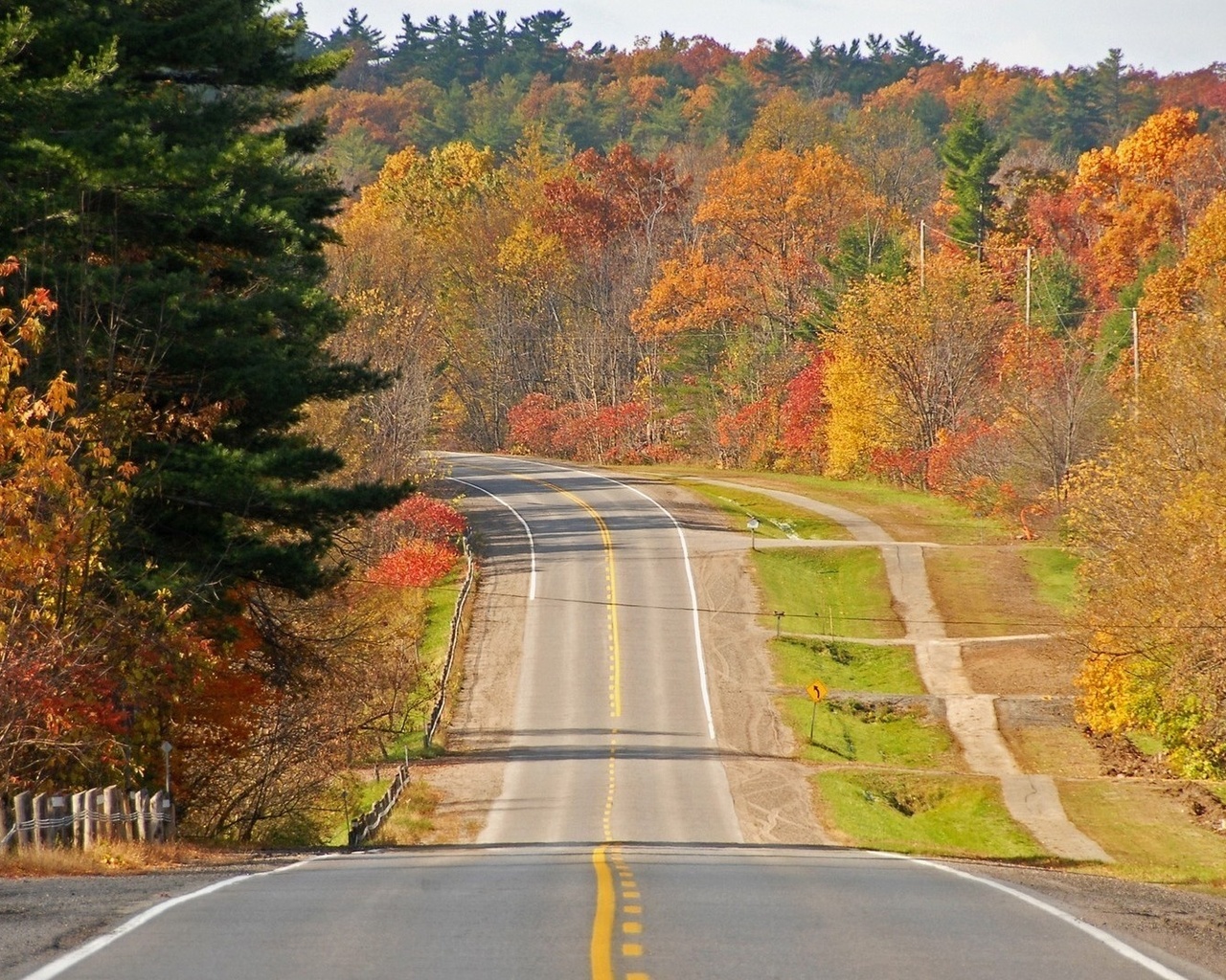 autumn, road, tree, yellow, leaves