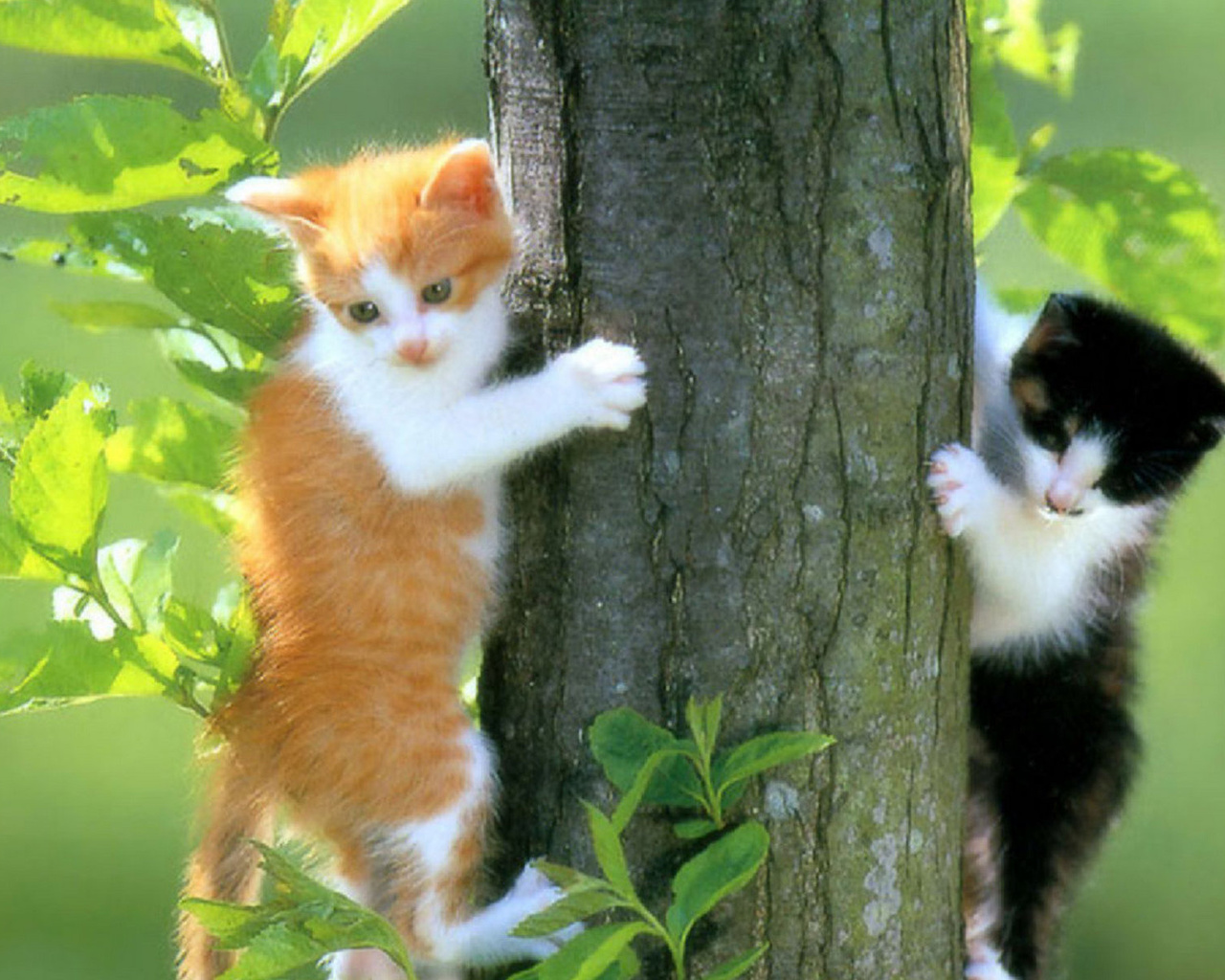 cats, kittens, tree, leaves